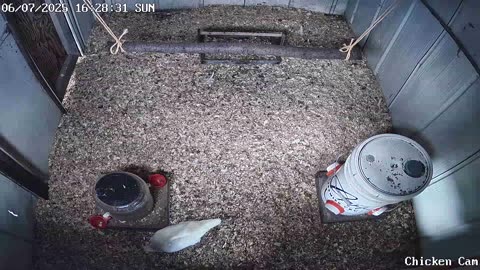 Millar Time Chicken Cam