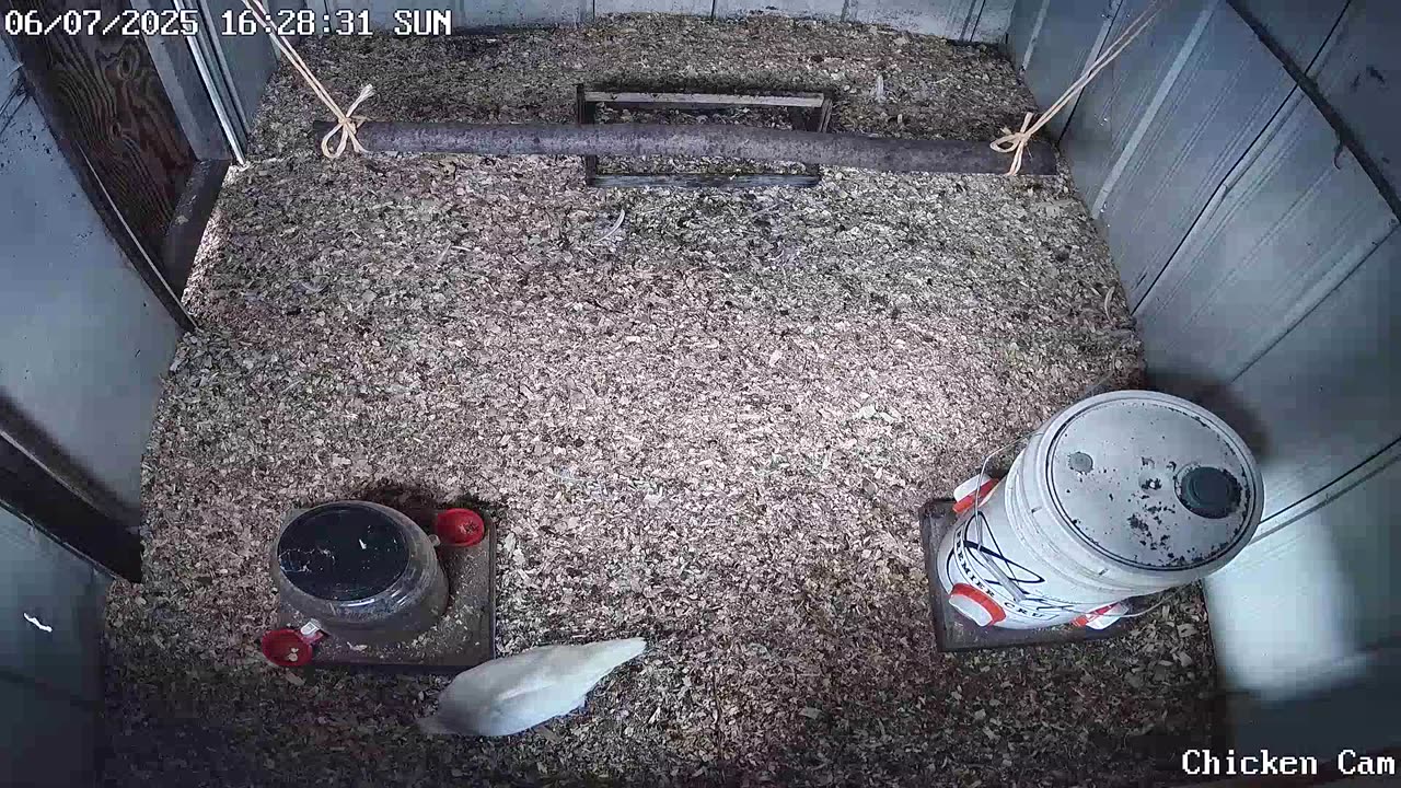 Millar Time Chicken Cam