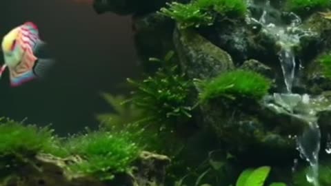 Aquascape Live: Nature’s Harmony in Glass