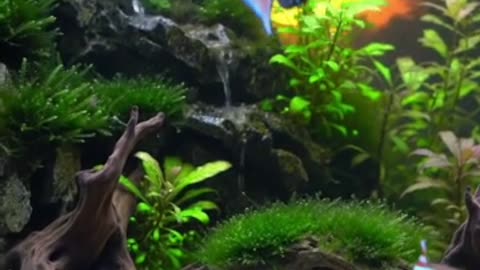 Aquascape Live: Nature’s Harmony in Glass