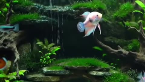 Aquascape Live: Nature’s Harmony in Glass