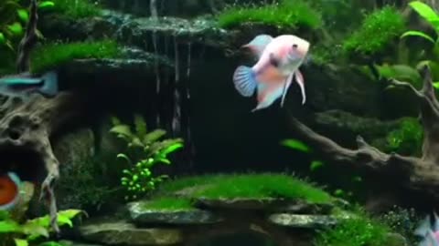 Aquascape Live: Nature’s Harmony in Glass