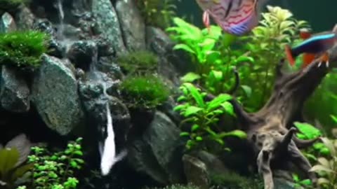 Aquascape Live: Nature’s Harmony in Glass