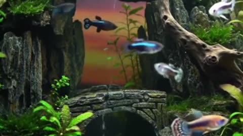 Aquascape Live: Nature’s Harmony in Glass