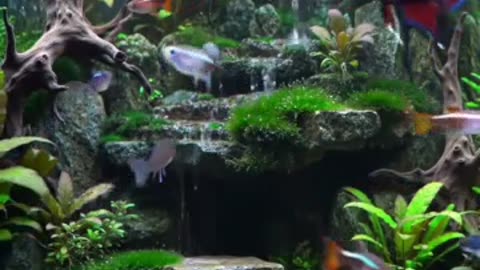 Aquascape Live: Nature’s Harmony in Glass