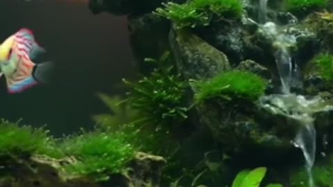 Aquascape Live: Nature’s Harmony in Glass