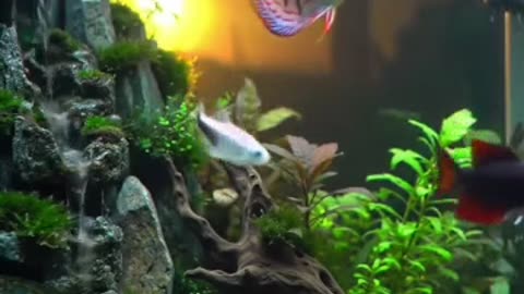 Aquascape Live: Nature’s Harmony in Glass