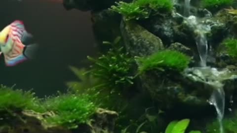 Aquascape Live: Nature’s Harmony in Glass