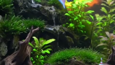 Aquascape Live: Nature’s Harmony in Glass