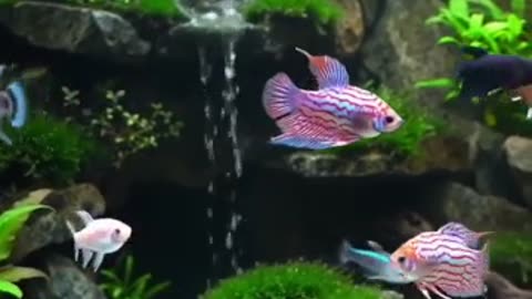 Aquascape Live: Nature’s Harmony in Glass