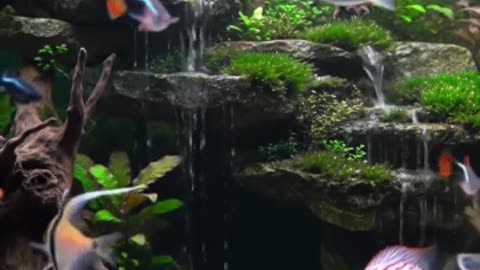 Aquascape Live: Nature’s Harmony in Glass