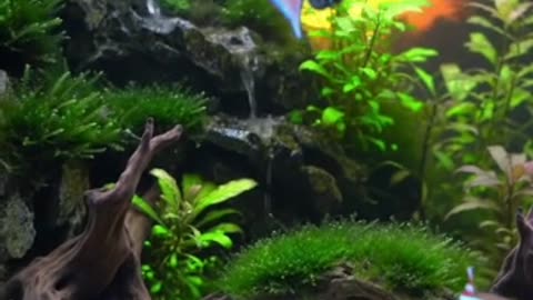 Aquascape Live: Nature’s Harmony in Glass