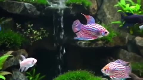 Aquascape Live: Nature’s Harmony in Glass