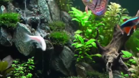 Aquascape Live: Nature’s Harmony in Glass