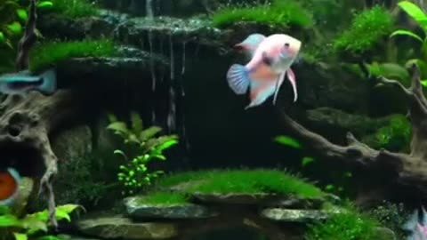 Aquascape Live: Nature’s Harmony in Glass