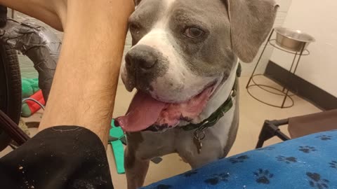 Sheldon 9y A859258 he's fostered but needs 4ever adoptin home Gave him all my focus love2025824359