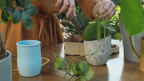 Prayer Plant Care