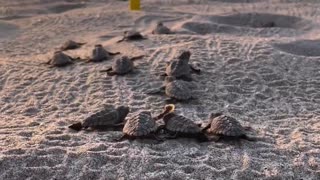 Sea turtle hatchlings