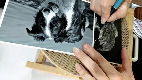 Border Collie - Scratchboard "Scratch & Chat" #3