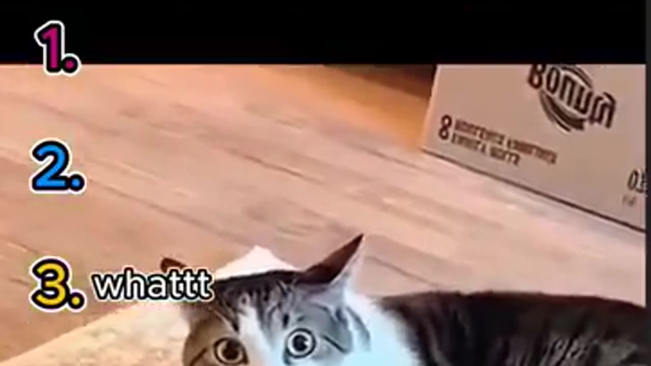 Top 5 Funny cats