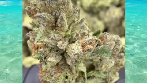 Lobster Butter Strain | Buttery-Smooth Hybrid | Bulk Top Shelf THCa Flower #thca