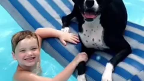 Boxer pup hangin in the pool