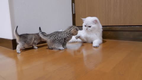 The kitten approaching the daddy cat to play with him was so cute.
