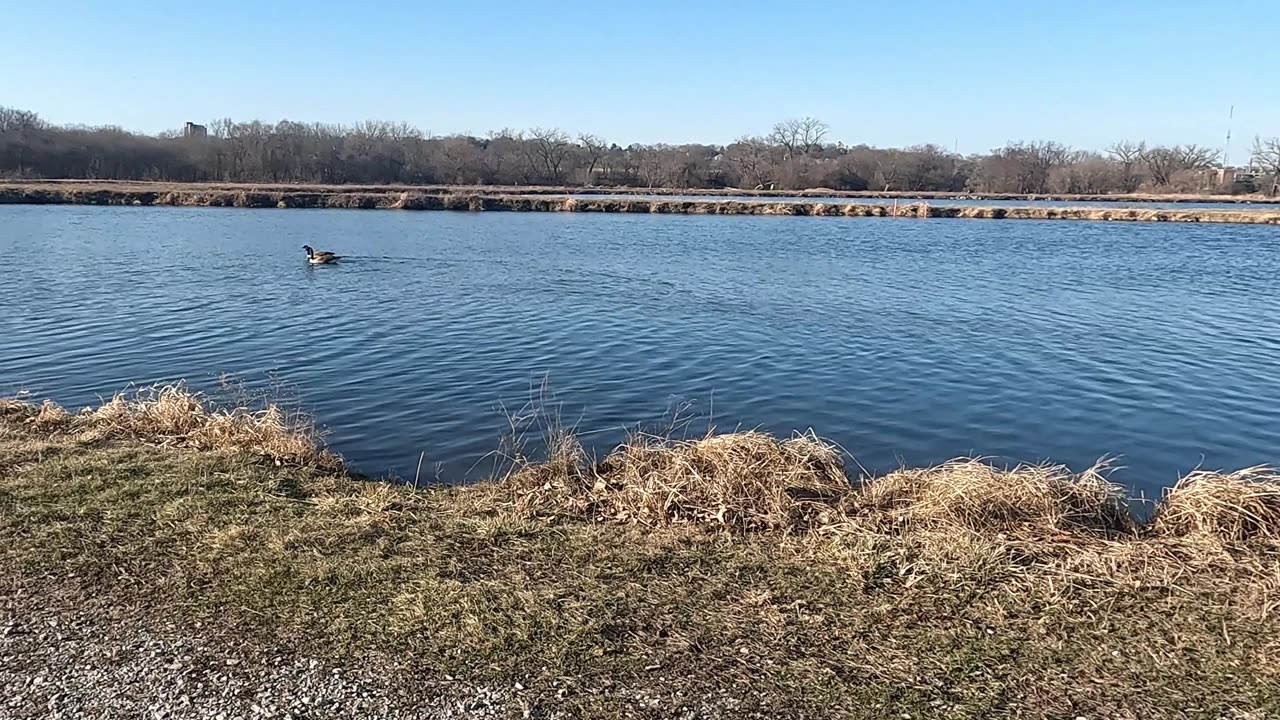 Spring Beginnings- Geese Pairs, Deer