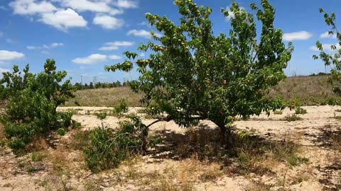 🍑 Peach Picking at Ridge Island Grove in Haines City, Florida
