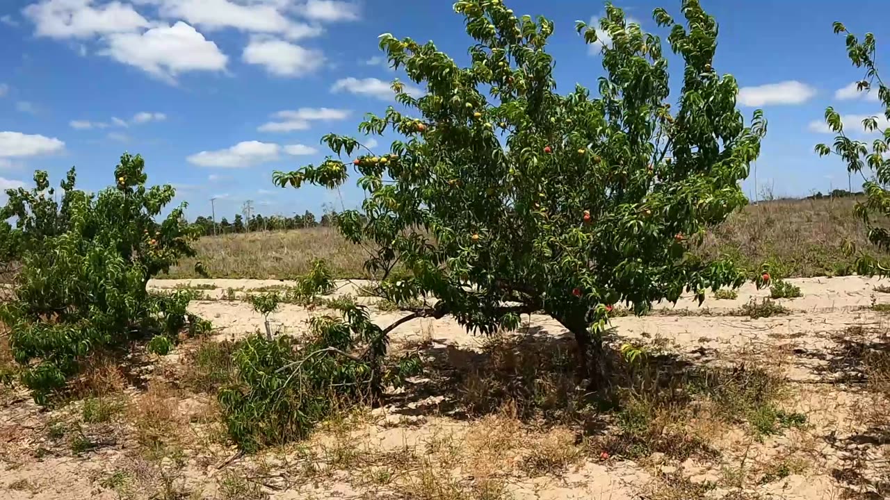 🍑 Peach Picking at Ridge Island Grove in Haines City, Florida