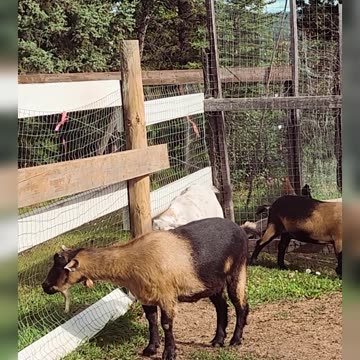 Sneaky Goats Caught in the Chicken Coop!