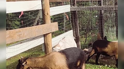 Sneaky Goats Caught in the Chicken Coop!