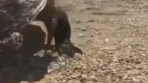 Komodo dragon ate the turtle and rocked it like a fitted.