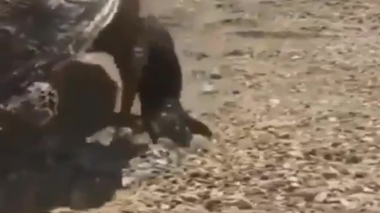 Komodo dragon ate the turtle and rocked it like a fitted.