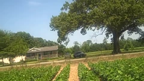 cotton fields on THE SHEA SHOW. COM
