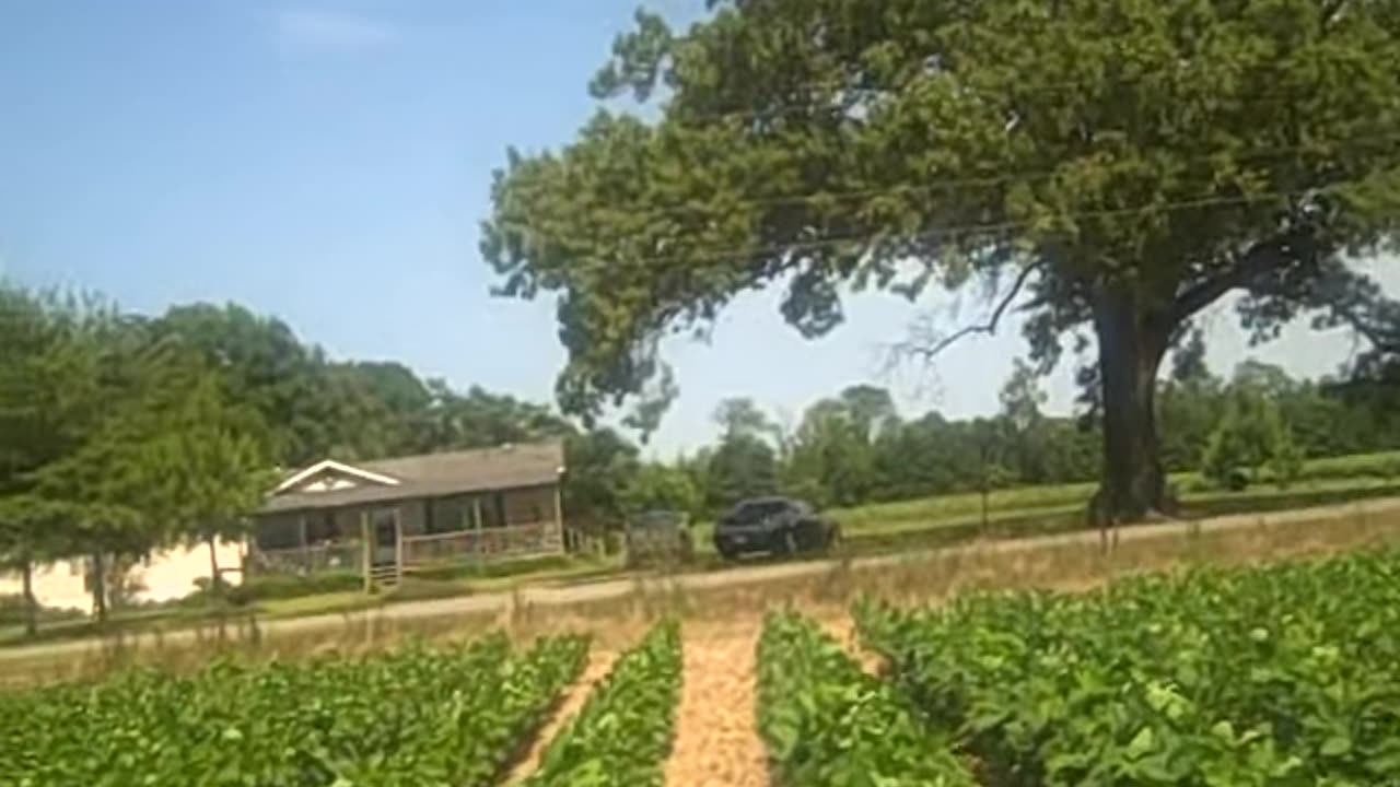 cotton fields on THE SHEA SHOW. COM