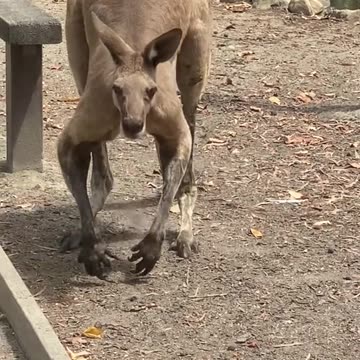 Kangaroos 🦘