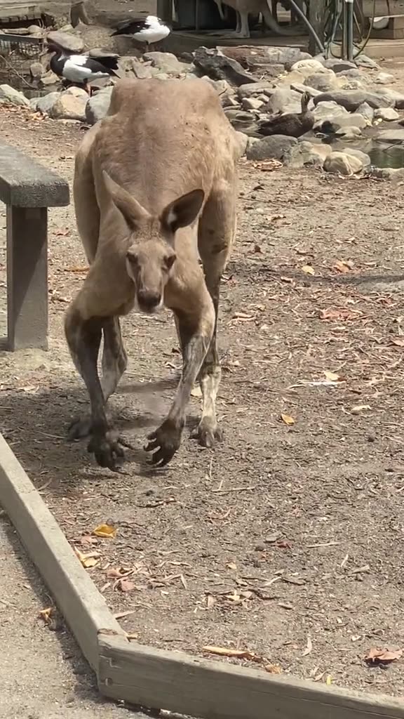 Kangaroos 🦘