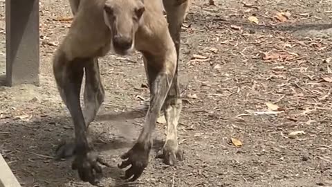 Kangaroos 🦘