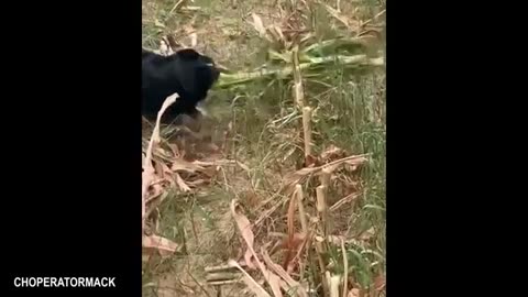 Overdramatic Dogs of 2025 😂 These Pups Deserve an Oscar! | Funny Dog Videos