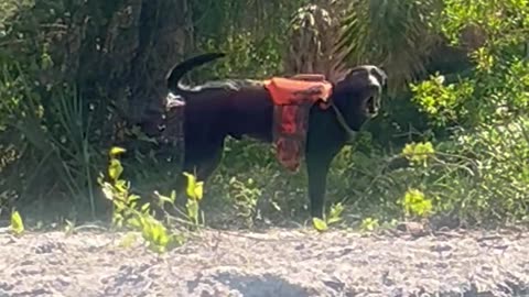 Barking Dog Squirts Water From Rear End