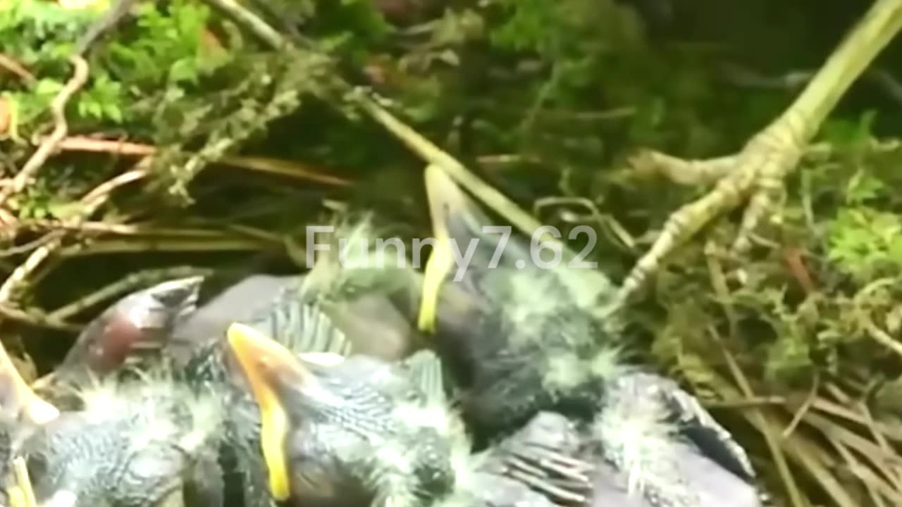 Baby Birds Shocking Poop Secret