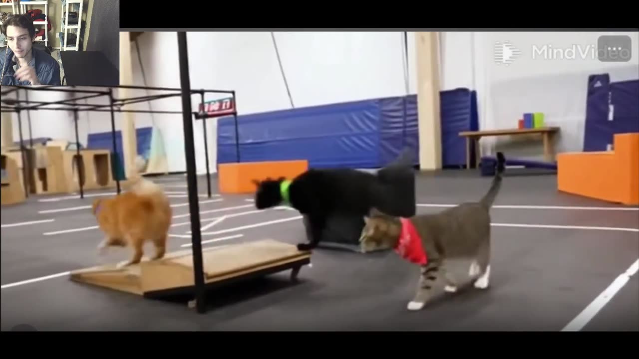 Cats Playing Chase Tag In A Chase Tag Match Fake Funny Parody Video With Commentary