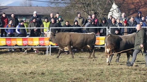 Zećo od Đulana vs Lugo od Tukića Vitez 2025