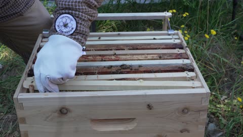 Basic Beehive inspection 29July2025