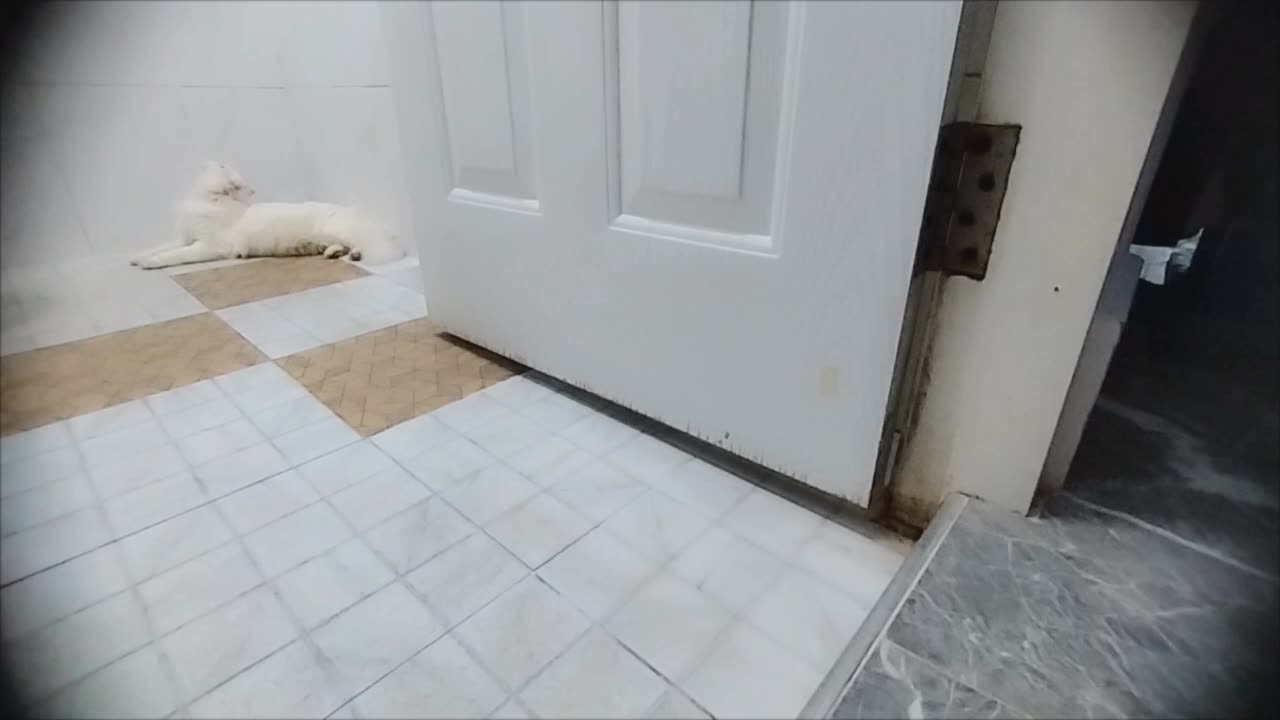 cat animal love funny