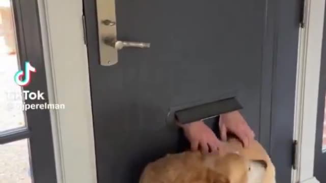 Dog waits every day for a visit from favorite mailman..🐕🐾📬😍