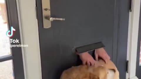 Dog waits every day for a visit from favorite mailman..🐕🐾📬😍