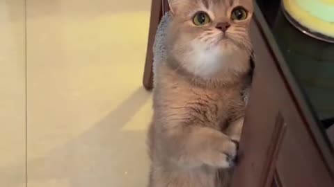 The little kitten is so greedy