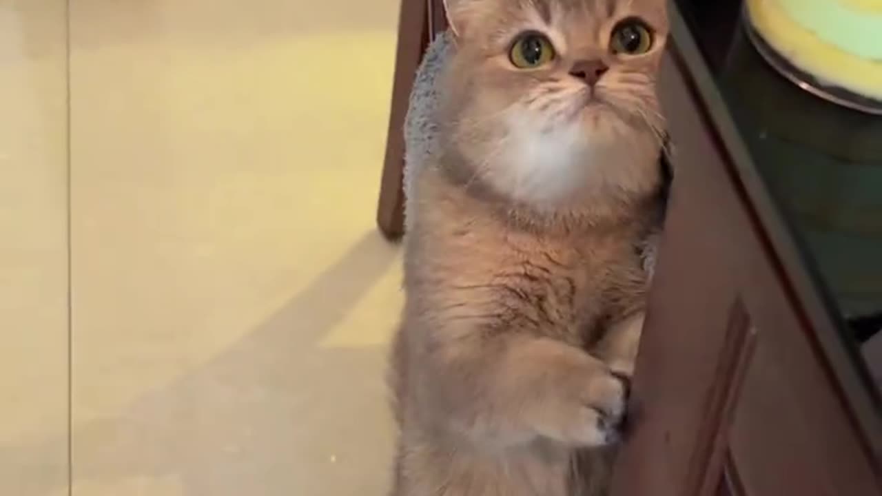 The little kitten is so greedy
